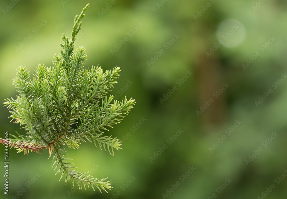 Wall mural pine tree, evergreen juniper background. christmas and winter wallpaper