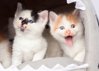 cute kitten in white background