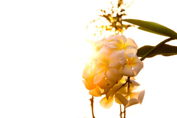 Fototapeta premium plumeria obtusa L,Evergreen Frangipani, Graveyard Flower, Pagoda Tree, Temple Tree, West Indian Jasmine