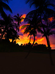 tropical beach with coconut palm