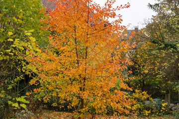 Fototapeta premium Laub im Herbst in schönen Farben