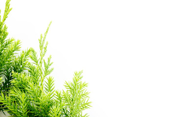 juniper, Thuja twig Christmas border on white background