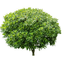 Closeup trees isolated on white background