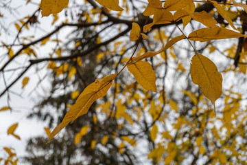 Laub im Herbst in schönen Farben