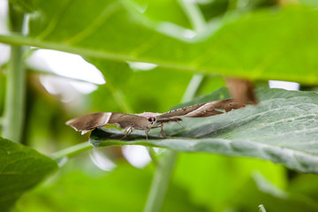 Tropical Swallowtail Moth