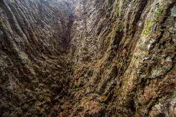 The biggest Krabak Tree