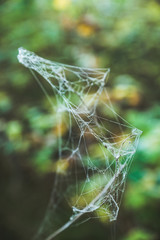 Spider web in the morning dew. Selective focus. Shallow depth of field.