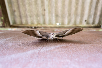 Tropical Swallowtail Moth