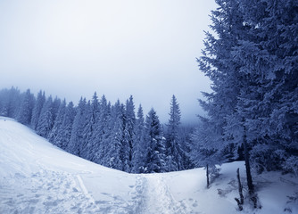 Footpath in snowy slope and frozen snow-covered spruce forest in fog