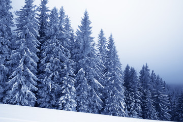 Frozen snow-covered spruce forest in fog and snowy slope