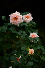 Beautiful white and pink roses in autumn.