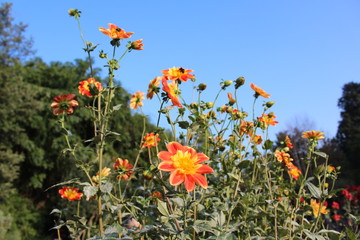 Lyon - Jardin botanice du Parc de la Tête d'Or - Rhône