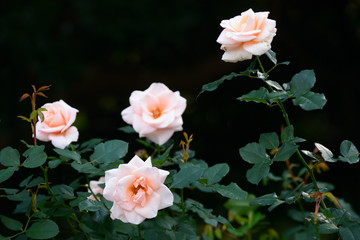 Beautiful white and pink roses in autumn.