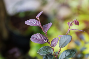  Close up of purple leaves.