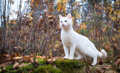 Naklejka na ściany i meble Beautiful white cat for a walk in the autumn forest.