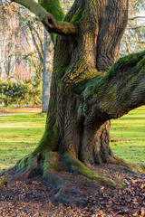 Obraz premium Colorful tree in park