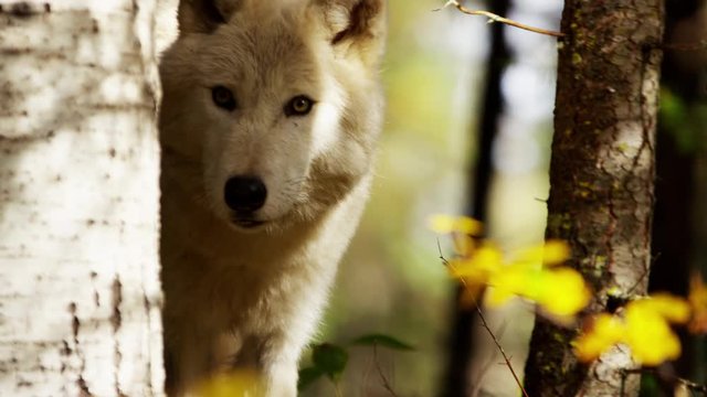 Wild grey wolf scavenging for food outdoor on National Reserve