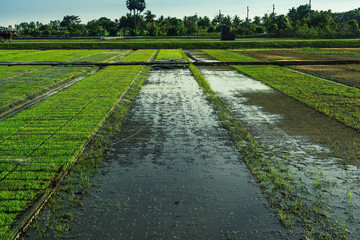 Beautiful view of rice seedlings in the field in Suphanburi Thai