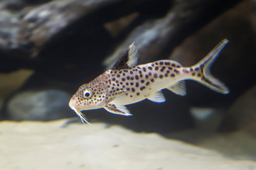 Cuckoo Catfish. This fish is endemic to lake Tanganyika, one of Africa's rift lakes. In the aquarium, these catfish perform an important function of cleaners, keeping clean.