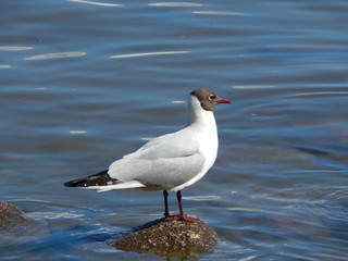 Gull. Nature photography