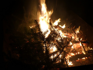 Offenes Feuer mit brennendem Tannenbaum