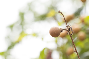 Shield bugs, also known as stink bugs
