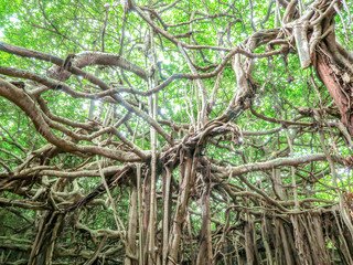 Obraz premium Sai Ngam Banyan tree in Phimai district, Nakhon ratchasima, Thailand