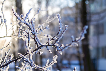 Spruce branches in the snow in the cold