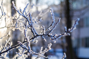 Spruce branches in the snow in the cold