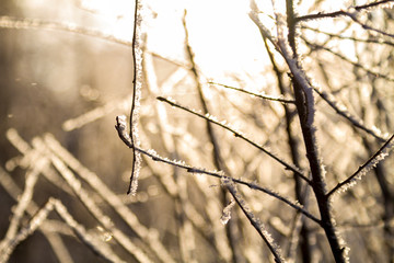 Spruce branches in the snow in the cold