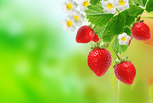 garden appetizer strawberries