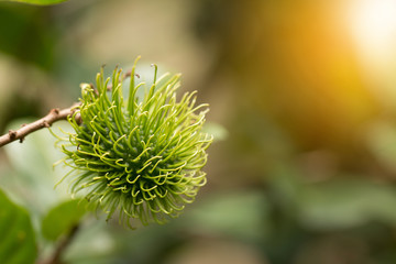 Green rambutan fruit on tree, Rambutan tree