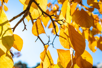 The leaves change color and blue sky. In the fall colors in Yamagata. Japan