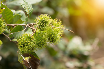 Green rambutan fruit on tree, Rambutan tree
