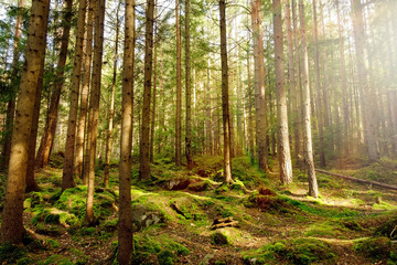Obraz premium Forest with sunlight.