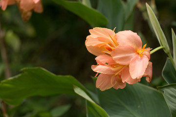 Obraz premium Orange colour of Canna flowers