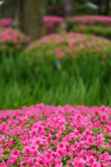 Fototapeta premium colorful flower in garden. Natural background