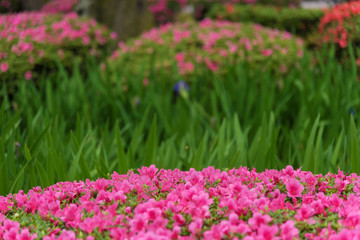 Obraz premium colorful flower in garden. Natural background