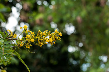 Cassod tree, Thai copper pod (Senna siamea (Lam.)