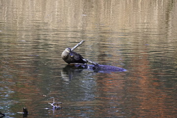 秋＿泳ぐ鴨