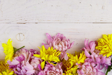 Beautiful chrysanthemums on white wooden background. Top view, copy space