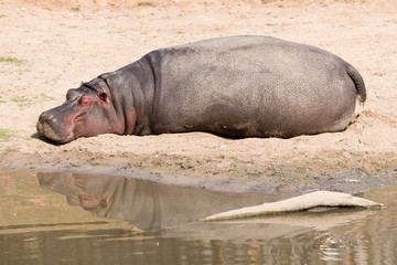 Resting hippopotamuses on the shore by the lake.