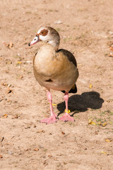 Alopochen - Egyptian goose walking on land.