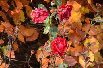 Red rose on a warm colored autumn background.