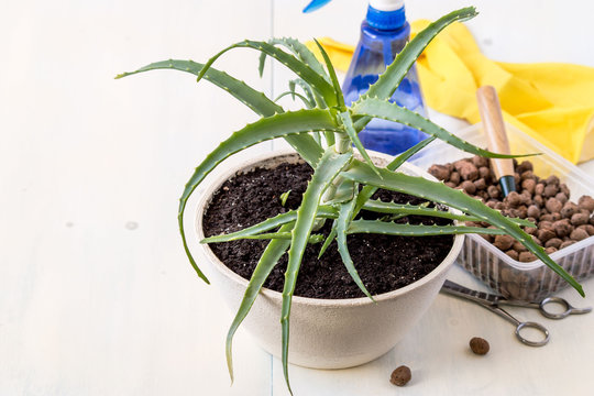  Care for indoor plants. Aloe in a white round pot, next to a scissors, a container with expanded clay, rubber gloves and a bottle of water. 