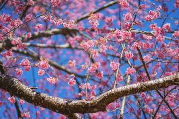 Cheery blossom spring background