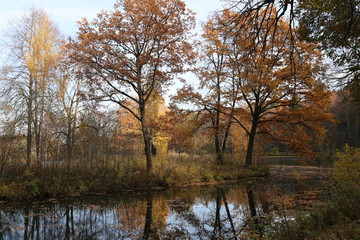 Fototapeta na wymiar autumn in the park near the pond