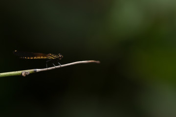 Close up of small beautiful dragonfly, They are the best mosquito killer in nature