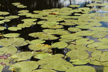 Leaves of lilies on the water. Photo swamp. Russia. Yellow lilies on the water.