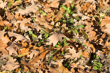 Background of dry brown leaves of oak tree, autumn landscape